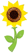 Fresh Pick Sunflower 60"