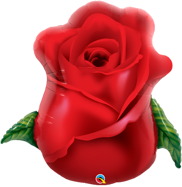 Pkg Red Rose Bud 33"